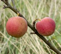 Esopus Spitzenburg are an old american apple variety